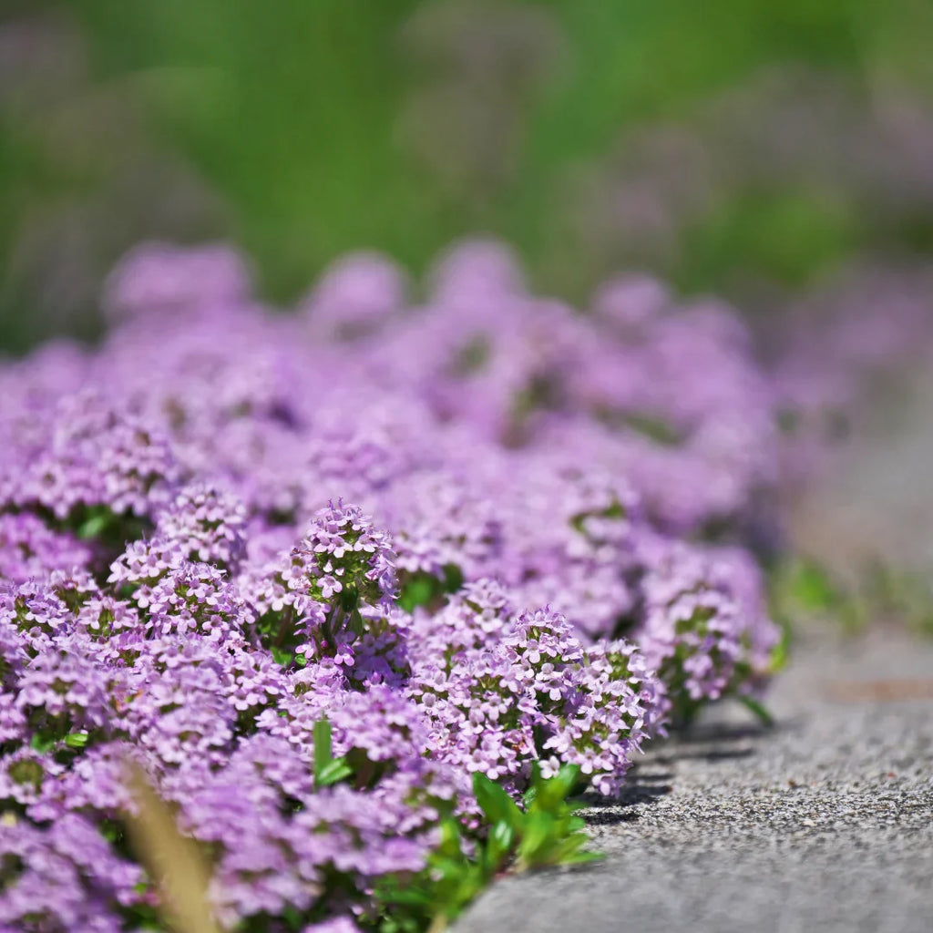 High quality Purple Savory Satureja Flower seeds for Planting Drought Tolerant, Heirloom & GMO Free Seeds for Home Garden seeds pack