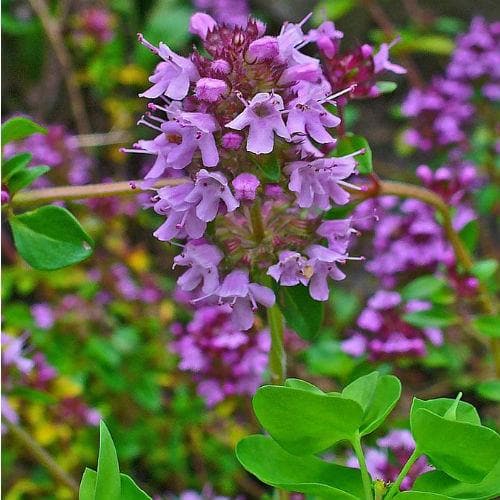 Thymus Serpyllum Flower seeds for Planting Cottage Garden Essential Heirloom & GMO Free Seeds for Home Garden vegetable and garden seeds