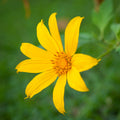 Yellow Thymophylla Flower seeds for Planting Sun Loving, Heirloom & GMO Free Seeds for Home Garden seeds for planting