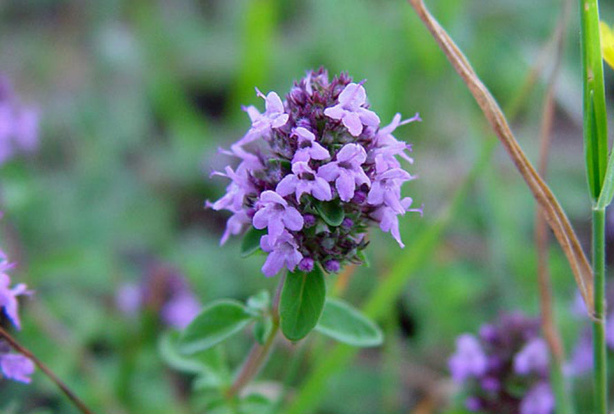 Premium Thymus Serpyllum Flower seeds for Planting Cottage Garden Essential Heirloom & GMO Free Seeds for Home Garden seeds
