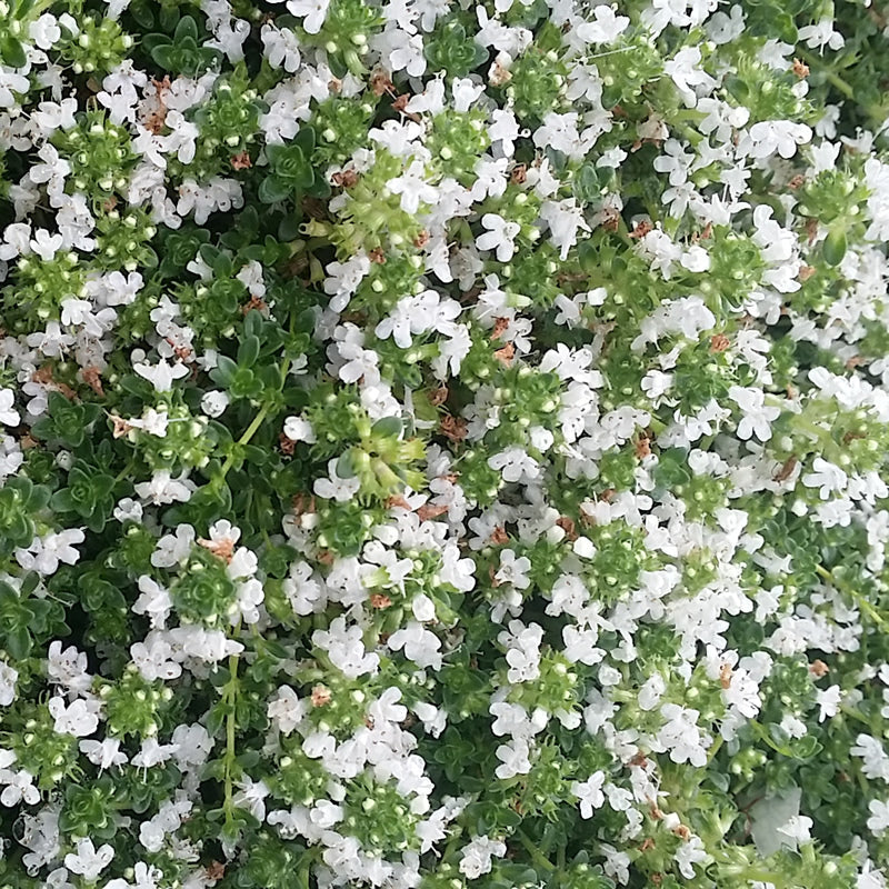 Green Thymus Serpyllum Flower seeds for Planting - Seasonal Bloomer, Heirloom & GMO Free Seeds for Home Garden
