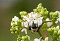 White Sevenson Flower seeds for Planting Wildflower Mix, Heirloom & GMO Free Seeds for Home Garden seeds for planting