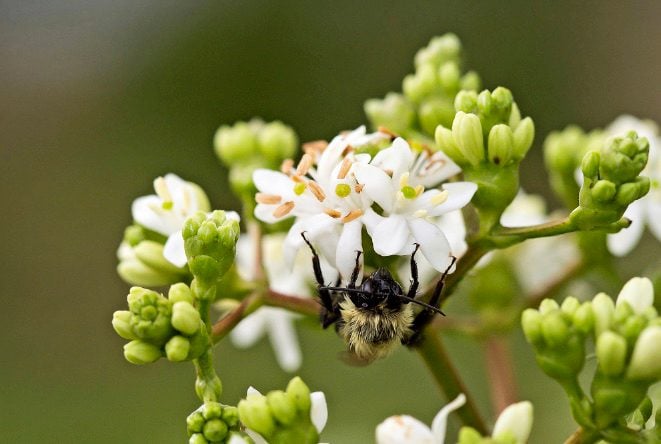 White Sevenson Flower seeds for Planting Wildflower Mix, Heirloom & GMO Free Seeds for Home Garden seeds for planting