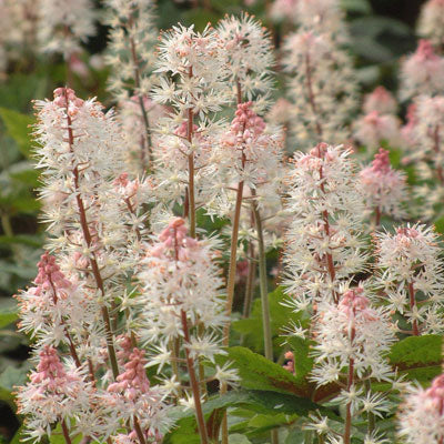 Premium Pink White Tiarella Flower seeds for Planting Long Bloom Season, Heirloom & GMO Free Seeds for Home Garden seeds