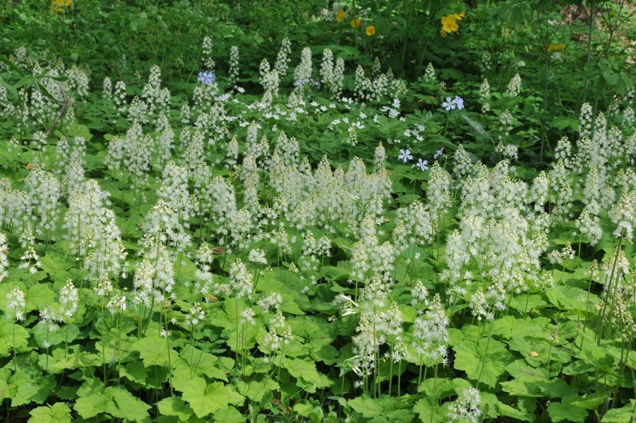 Premium Green Tiarella Flower seeds for Planting Compact Growth, Heirloom & GMO Free Seeds for Home Garden seeds