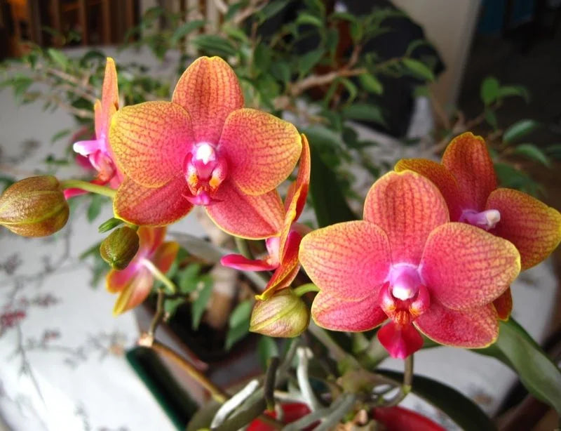 Orange Phalaenopsis Orchid Seeds Flower seeds for Planting Bright Blooms Heirloom & GMO Free Seeds for Home Garden