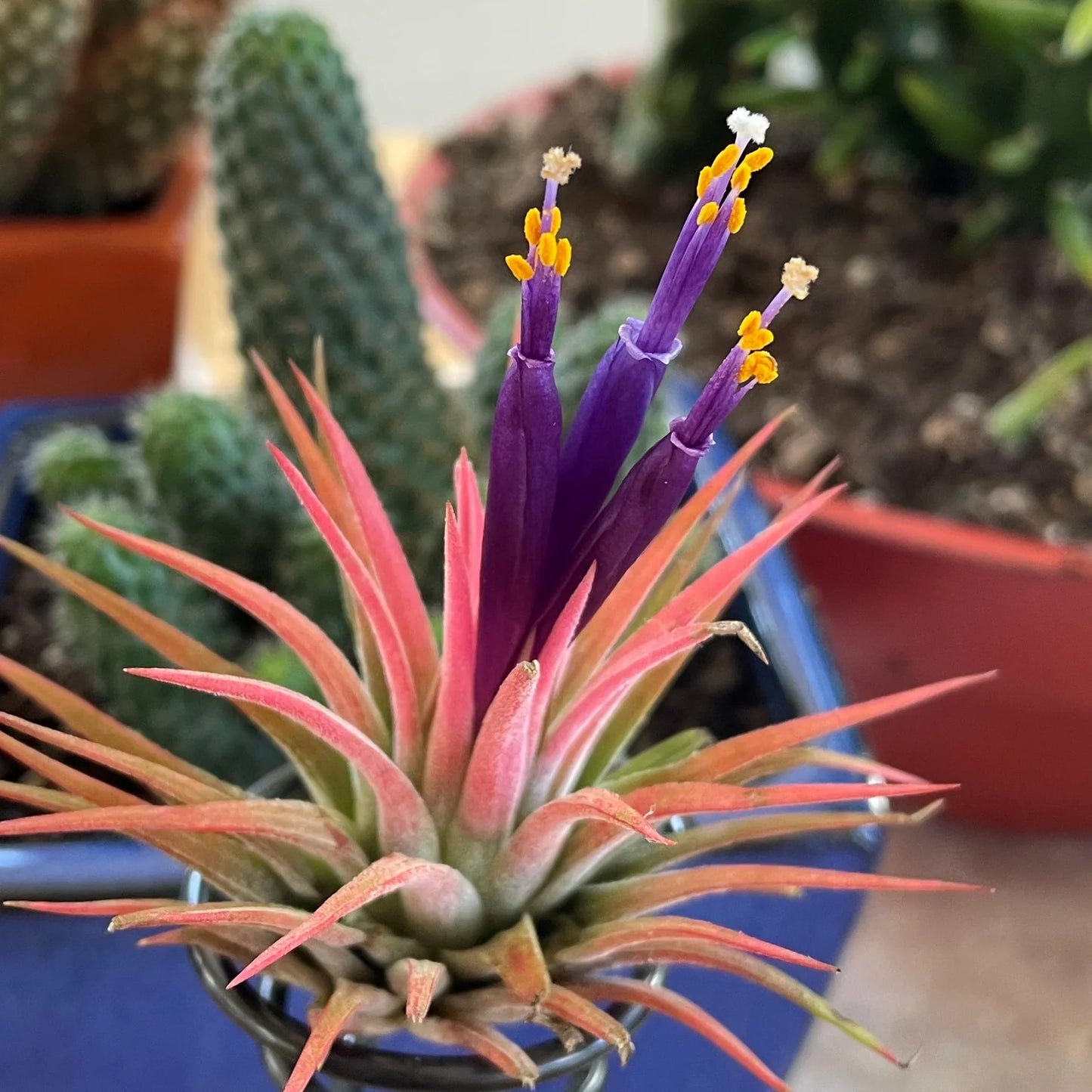 Tillandsia Ionantha Flower seeds for Planting Vibrant Colors Heirloom & GMO Free Seeds for Home Garden
