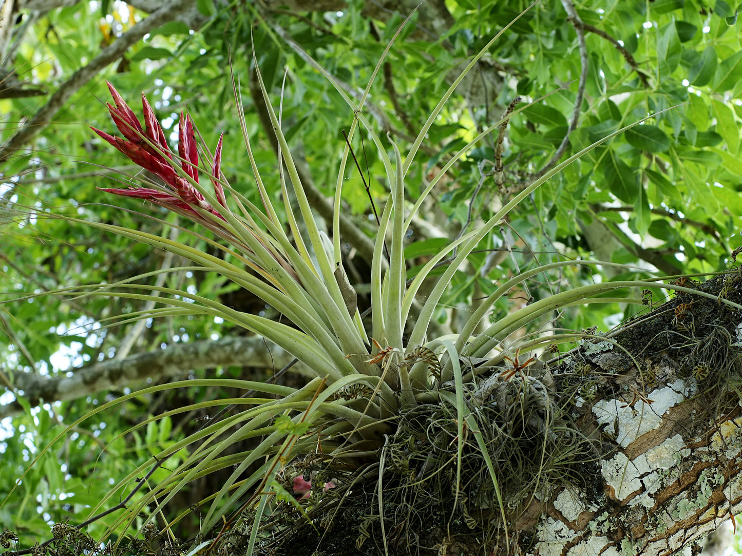 Tillandsia Ionantha Flower seeds for Planting Vibrant Colors Heirloom & GMO Free Seeds for Home Garden