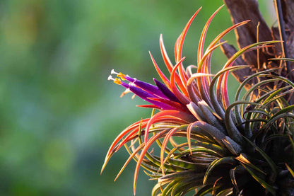 Tillandsia Ionantha Flower seeds for Planting Vibrant Colors Heirloom & GMO Free Seeds for Home Garden