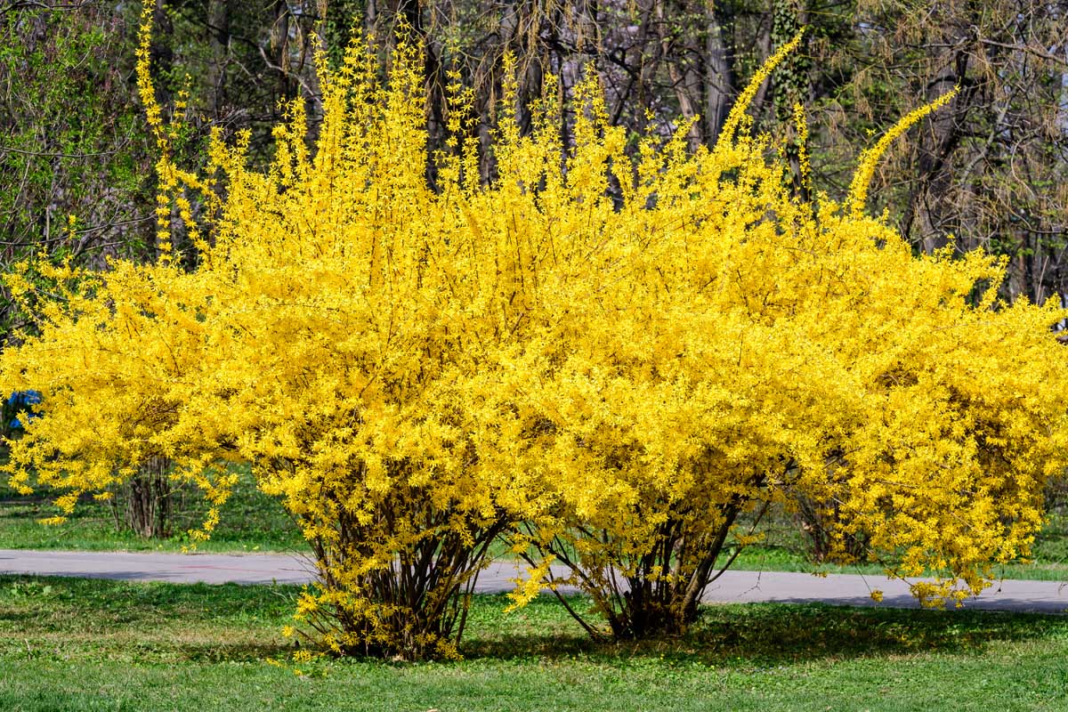 Forsythia Hampshire Flower seeds for Planting Premium Quality Heirloom & GMO Free Seeds for Home Garden
