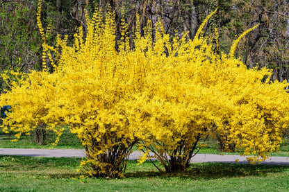 Forsythia Hampshire Flower seeds for Planting Premium Quality Heirloom & GMO Free Seeds for Home Garden
