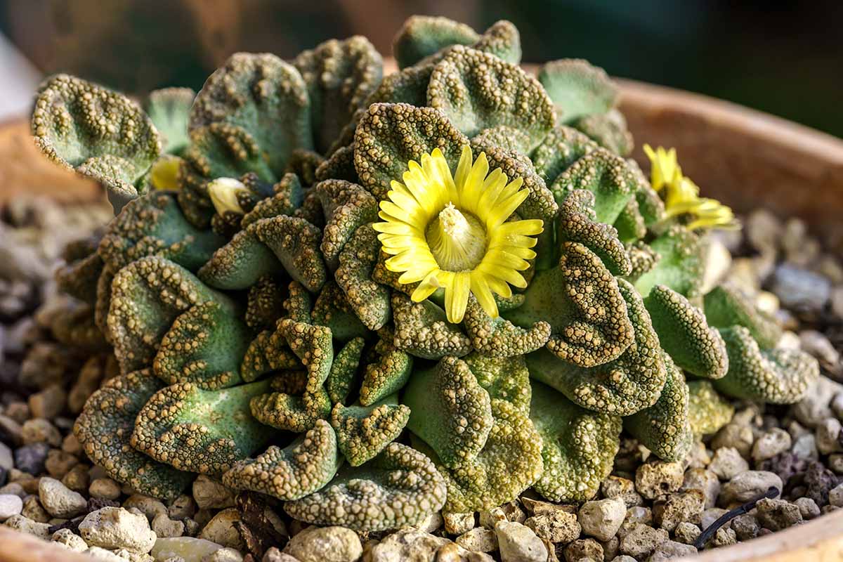 Sea Green Titanopsis Hugo Schlechteri Flower seeds for Planting Garden Favorite, Heirloom & GMO Free Seeds for Home Garden vegetable and garden seeds