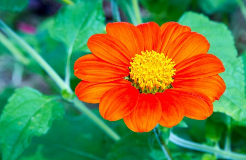 Premium Mexican Flower seeds for Planting Fragrant Blossoms, Heirloom & GMO Free Seeds for Home Garden seeds