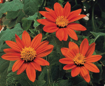 Tithonia Flower seeds for Planting Low Maintenance Heirloom & GMO Free Seeds for Home Garden