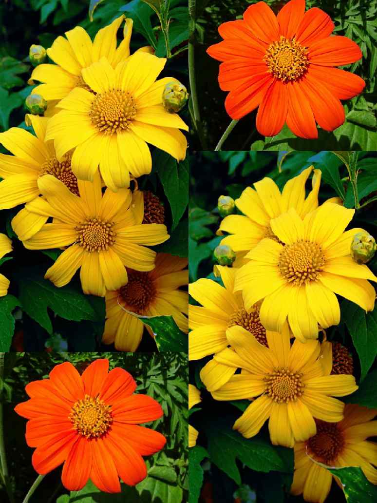 Yellow Diversifolia Flower seeds for Planting Drought Tolerant, Heirloom & GMO Free Seeds for Home Garden vegetable and garden seeds