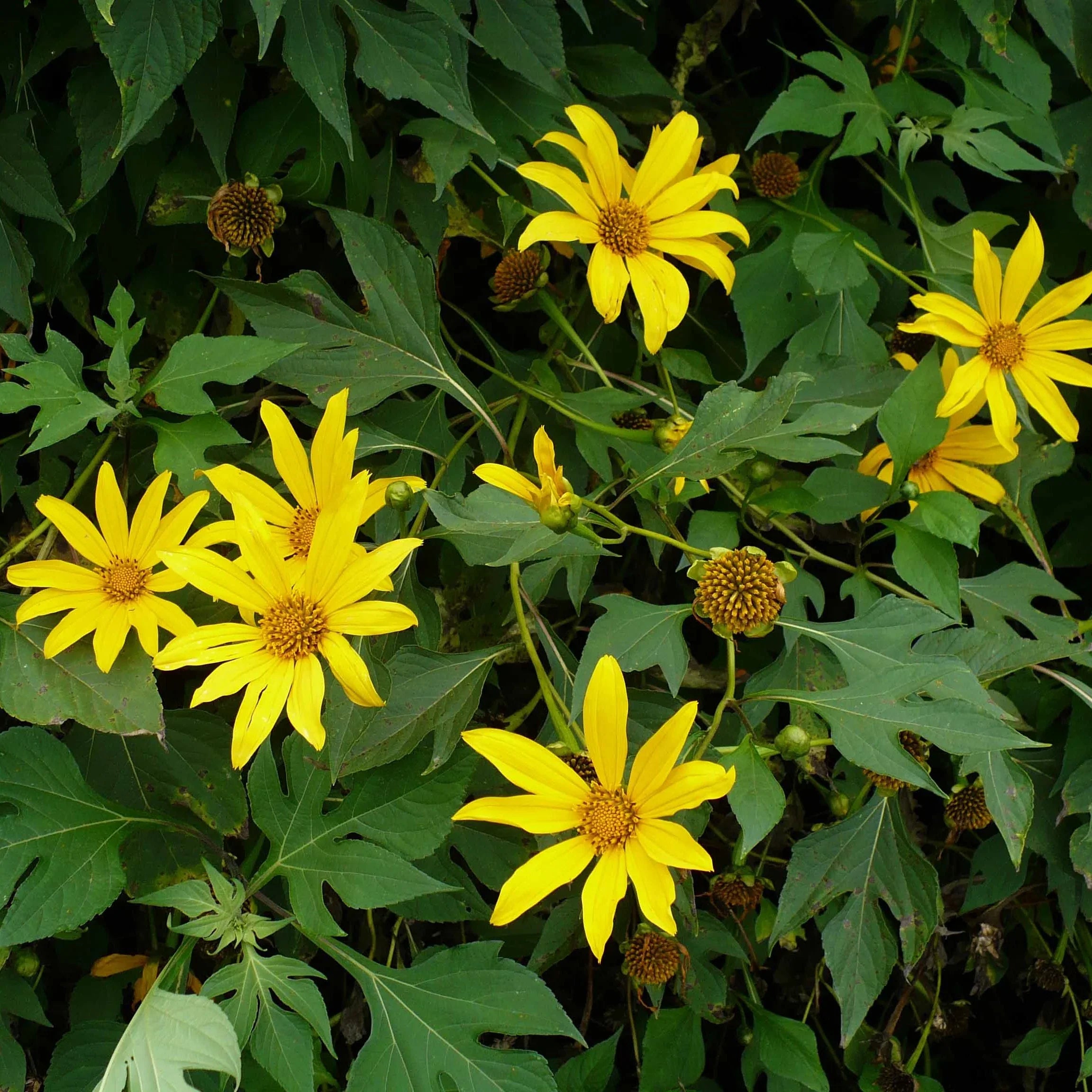 Yellow Heliopsis Flower seeds for Planting Cut Flower Favorite, Heirloom & GMO Free Seeds for Home Garden vegetable and garden seeds