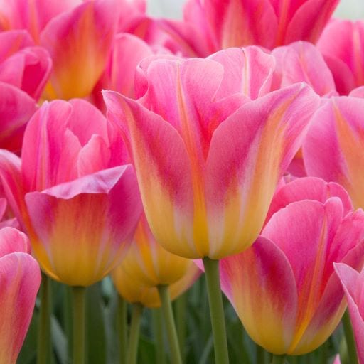 High quality Yellow Pink Tulip Flower seeds for Planting Wildflower Mix, Heirloom & GMO Free Seeds for Home Garden seeds pack