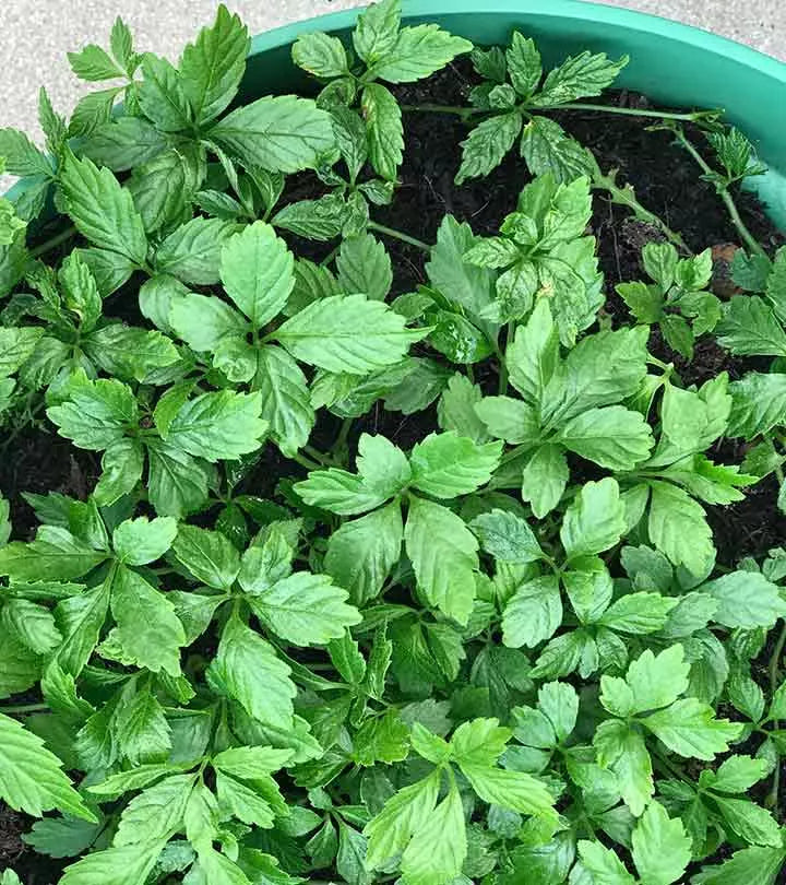 Gynostemma Pentaphyllum Flower seeds for Planting Seasonal Bloomer, Heirloom & GMO Free Seeds for Home Garden seeds for planting