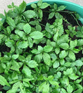 Gynostemma Pentaphyllum Flower seeds for Planting Seasonal Bloomer, Heirloom & GMO Free Seeds for Home Garden seeds for planting