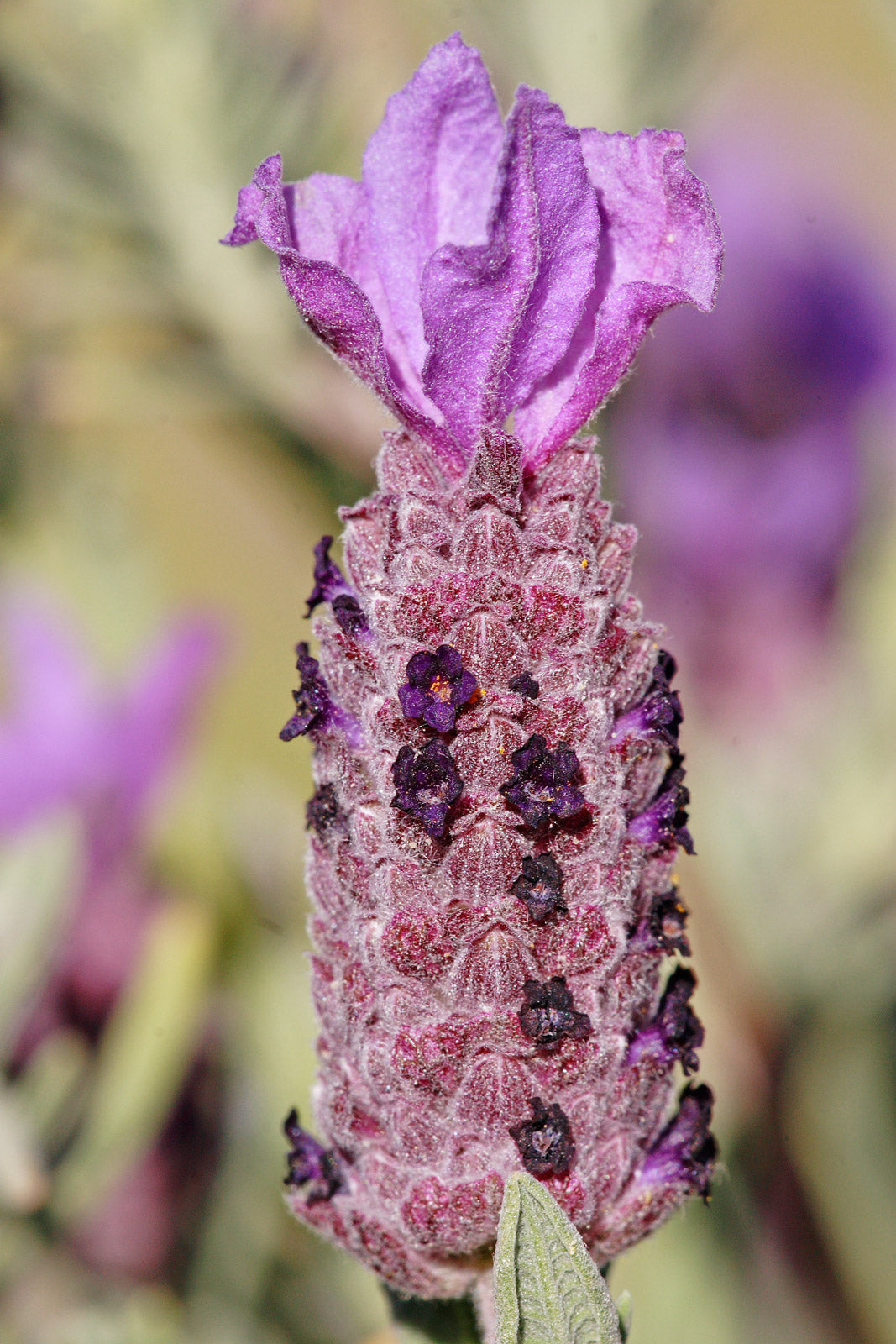 Lavender Stoechas Flower seeds for Planting Long Bloom Season, Heirloom & GMO Free Seeds for Home Garden vegetable and garden seeds
