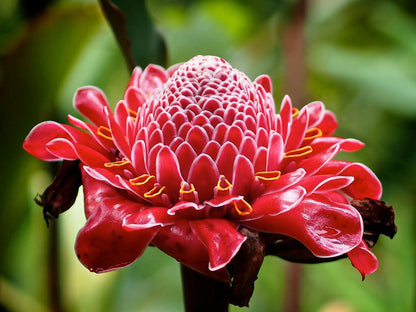 Ginger Etlingera Elatior Flower seeds for Planting Compact Growth Heirloom & GMO Free Seeds for Home Garden