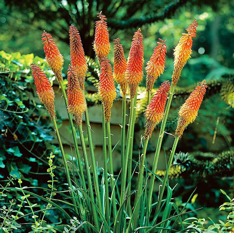 Red Hot Poker Flower seeds for Planting Drought Tolerant, Heirloom & GMO Free Seeds for Home Garden vegetable and garden seeds