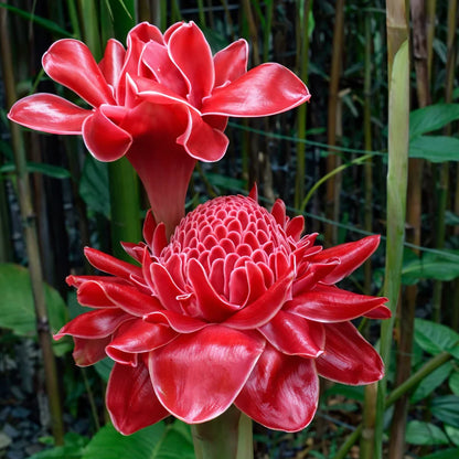 Etlingera Elatior Flower seeds for Planting Long Bloom Season Heirloom & GMO Free Seeds for Home Garden