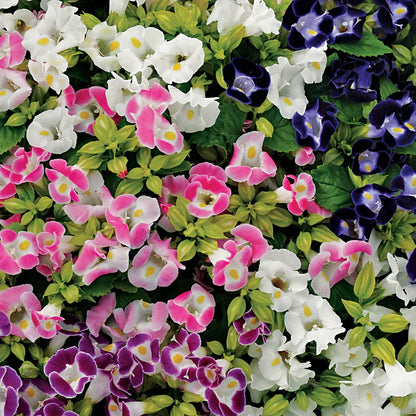 Torenia Kauai Flower seeds for Planting Long Bloom Season Heirloom & GMO Free Seeds for Home Garden