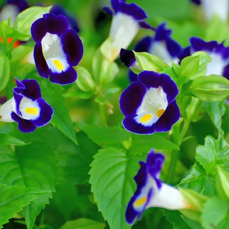 Torenia Flower seeds for Planting Colorful Display Heirloom & GMO Free Seeds for Home Garden
