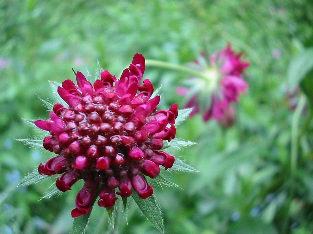 Macedonica Flower seeds for Planting Shade Tolerant Heirloom & GMO Free Seeds for Home Garden