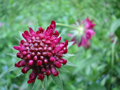 Macedonica Flower seeds for Planting Shade Tolerant Heirloom & GMO Free Seeds for Home Garden