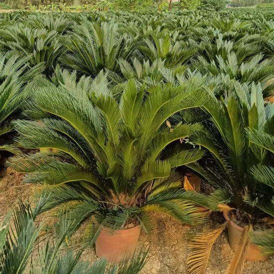 Green Cycads Flower seeds for Planting - Colorful Display, Heirloom & GMO Free Seeds for Home Garden