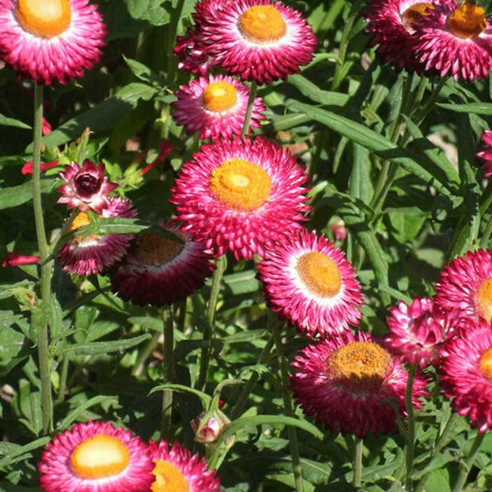 Helichrysum Bracteatum Flower seeds for Planting - Colorful Display, Heirloom & GMO Free Seeds for Home Garden