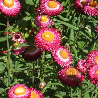 Helichrysum Bracteatum Flower seeds for Planting - Colorful Display, Heirloom & GMO Free Seeds for Home Garden