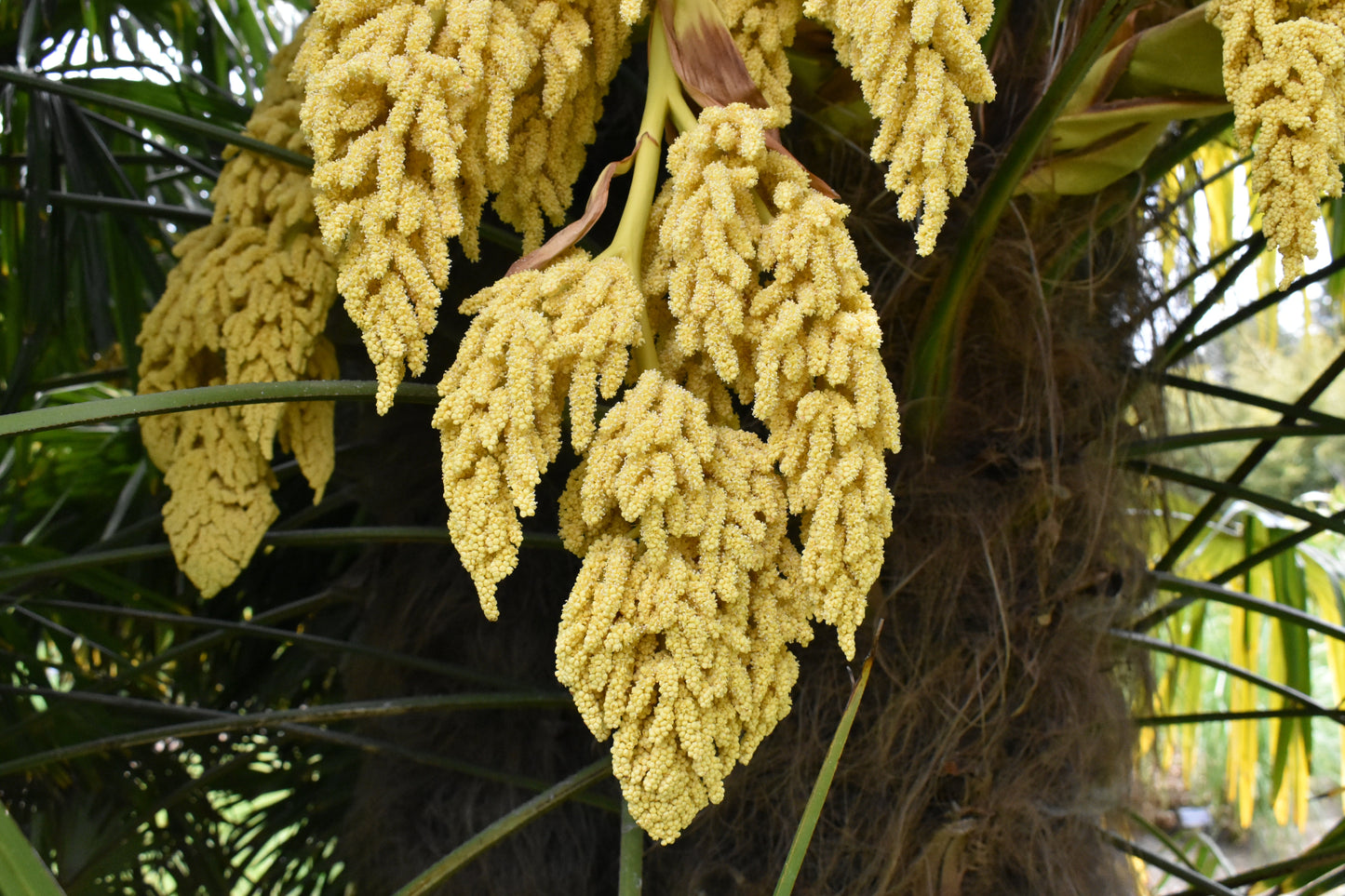 Heirloom Trachycarpus Flower seeds for Planting Seasonal Bloomer Heirloom & GMO Free Seeds for Home Garden