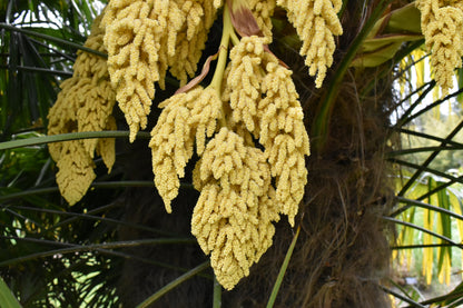 Heirloom Trachycarpus Flower seeds for Planting Seasonal Bloomer Heirloom & GMO Free Seeds for Home Garden