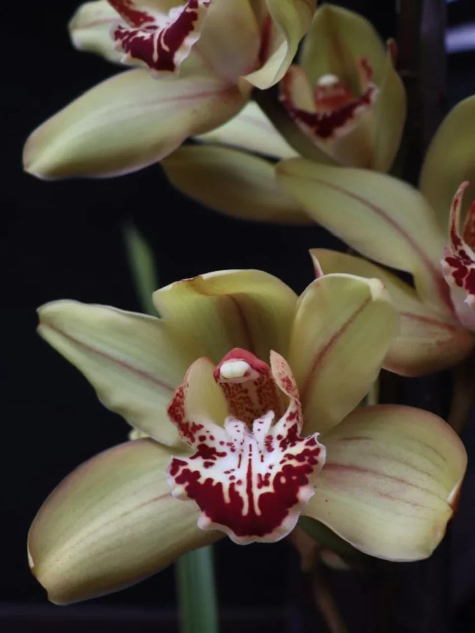 High quality Mixed Cymbidium Orchid Flower seeds for Planting Colorful Display, Heirloom & GMO Free Seeds for Home Garden seeds pack