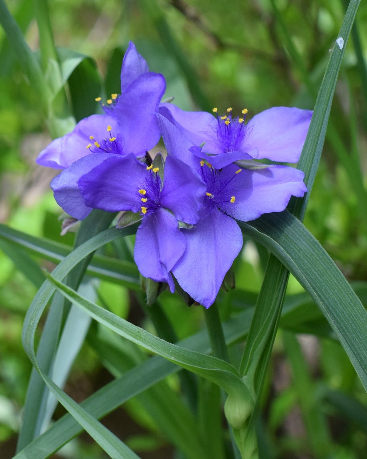 Blue Tradescantia Flower seeds for Planting Long Bloom Season, Heirloom & GMO Free Seeds for Home Garden vegetable and garden seeds