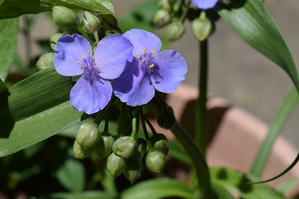 High quality Blue Tradescantia Flower seeds for Planting Long Bloom Season, Heirloom & GMO Free Seeds for Home Garden seeds pack