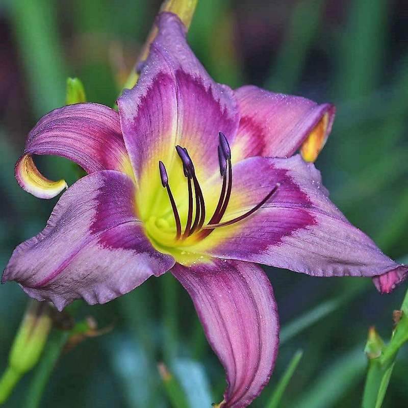 Premium White Violet Hemerocallis Flower seeds for Planting Compact Growth, Heirloom & GMO Free Seeds for Home Garden seeds