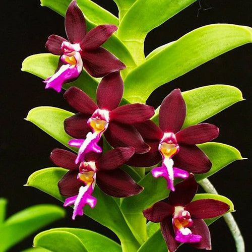 Trichoglottis Flower seeds for Planting Cottage Garden Essential Heirloom & GMO Free Seeds for Home Garden