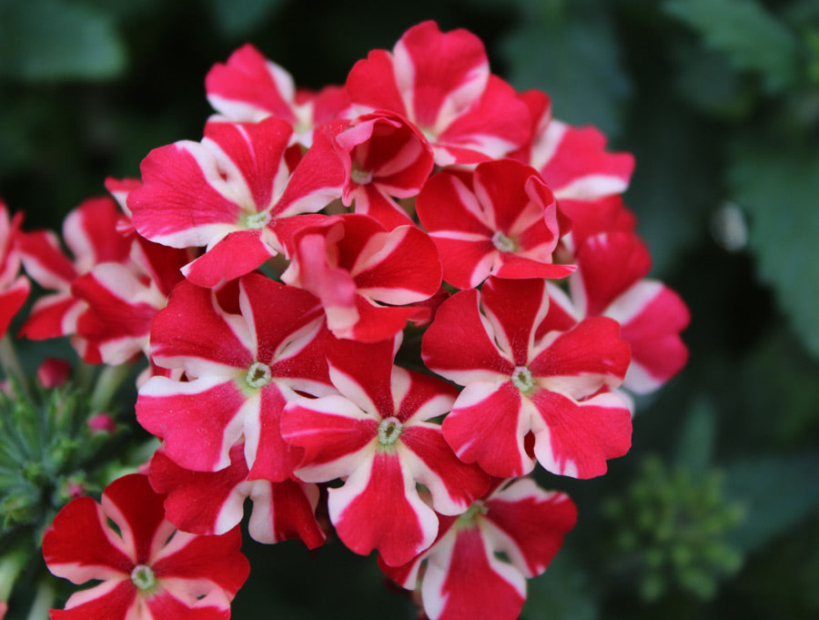 High quality Stripe Verbena Flower seeds for Planting Wildflower Mix, Heirloom & GMO Free Seeds for Home Garden seeds pack