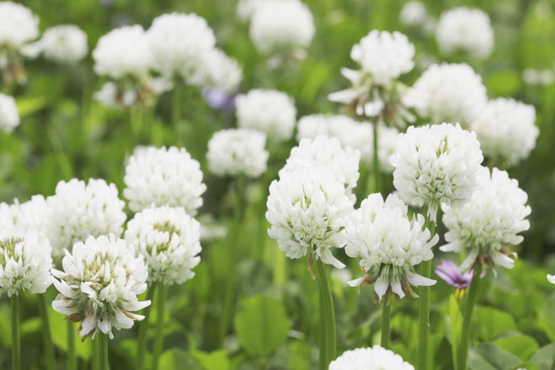 Dutch Clover Flower seeds for Planting Cottage Garden Essential Heirloom & GMO Free Seeds for Home Garden