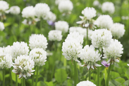 Dutch Clover Flower seeds for Planting Cottage Garden Essential Heirloom & GMO Free Seeds for Home Garden