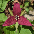 Green Trillium Flower seeds for Planting Low Maintenance, Heirloom & GMO Free Seeds for Home Garden seeds for planting