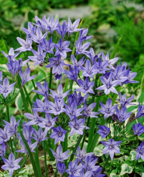 Fabiola Flower seeds for Planting Sun Loving, Heirloom & GMO Free Seeds for Home Garden vegetable and garden seeds