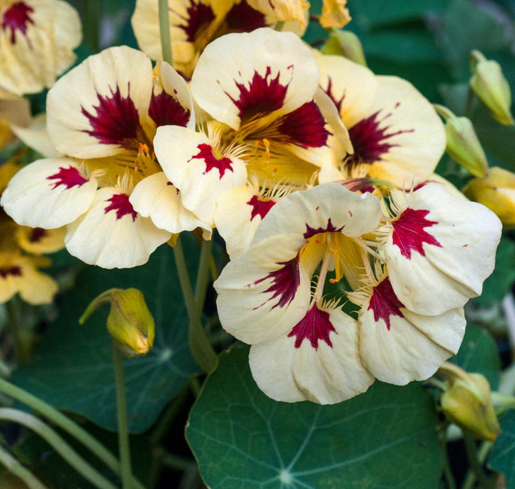 Cream Ladybird Flower seeds for Planting Wildflower Mix, Heirloom & GMO Free Seeds for Home Garden seeds for planting