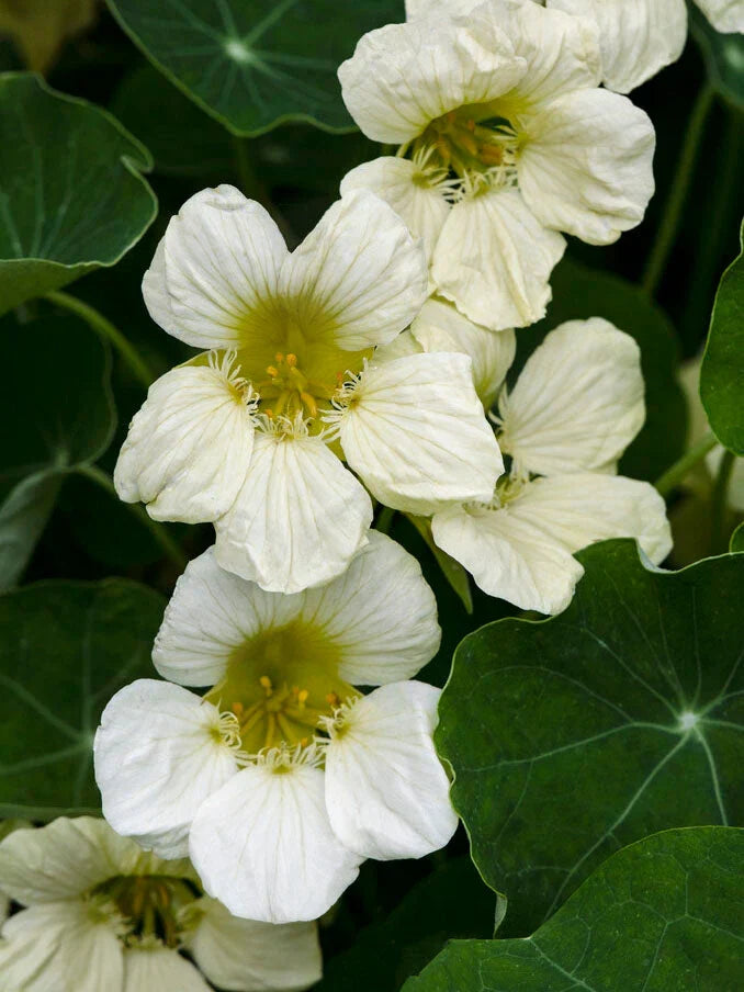 Yellow White Milkmaid Flower seeds for Planting Fragrant Blossoms, Heirloom & GMO Free Seeds for Home Garden seeds for planting