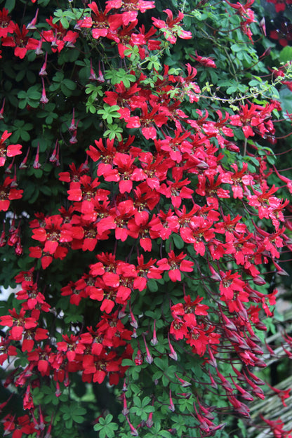 Heirloom Scottish Flame Flower seeds for Planting Colorful Display Heirloom & GMO Free Seeds for Home Garden