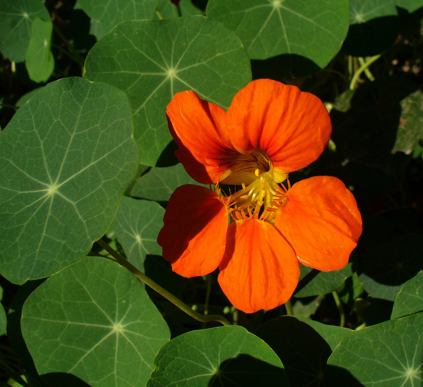 Tropaeolum Majus Nasturtium Flower seeds for Planting Bright Blooms Heirloom & GMO Free Seeds for Home Garden